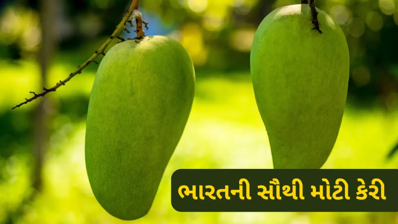 Biggest Mango In India